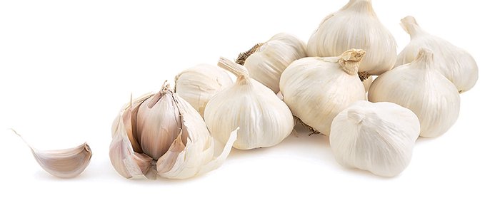 Garlic
